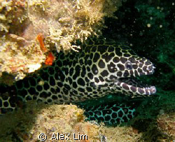Spotted Moray saying Hi! by Alex Lim 